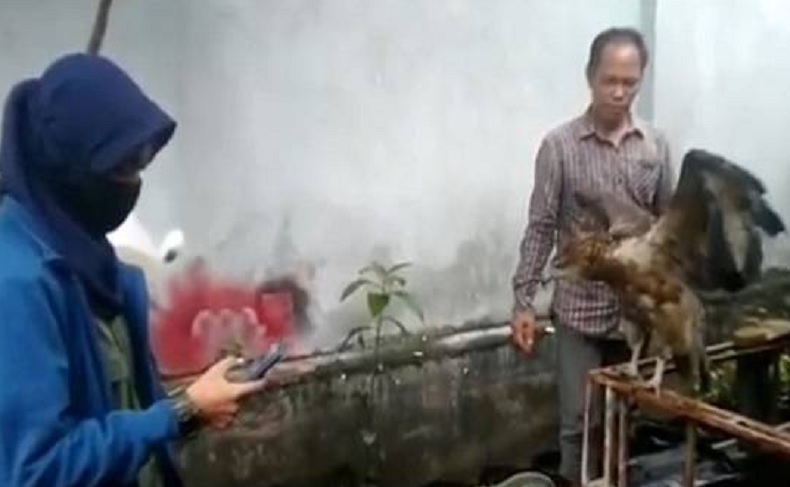 Elang Brontok Diselamatkan dari Rumah Warga di Pontianak