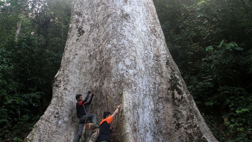 Penampakan Pohon Berusia 560 Tahun, Lingkar Batang Capai 14 Meter - Bagian 1