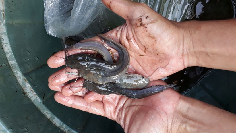 Permintaan Ikan Lele Meningkat saat Pandemi Virus Corona - Bagian 3