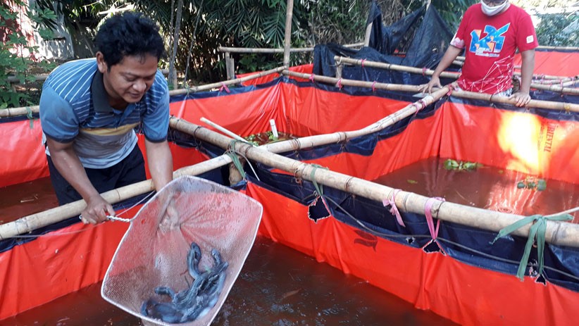 Permintaan Ikan Lele Meningkat saat Pandemi Virus Corona - Bagian 2