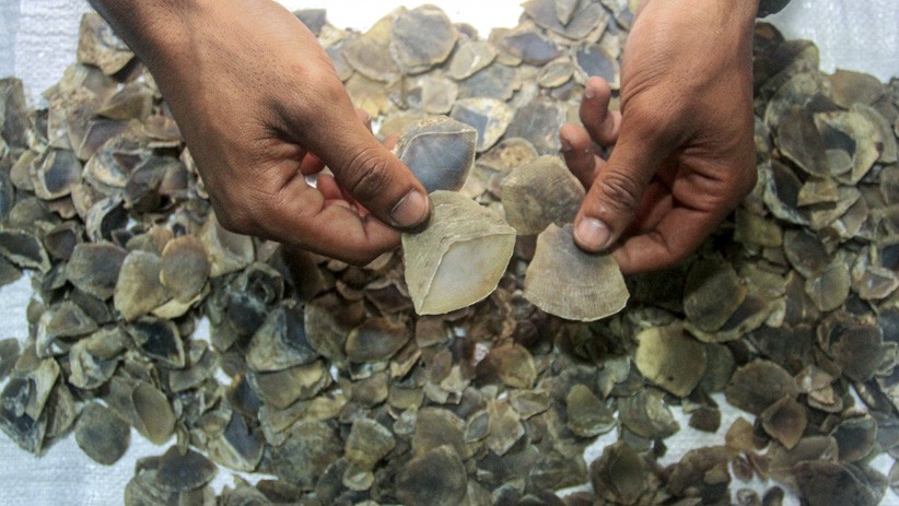BKSDA Sumatera Barat Amankan 8 Kilogram Sisik Trenggiling - Bagian 1