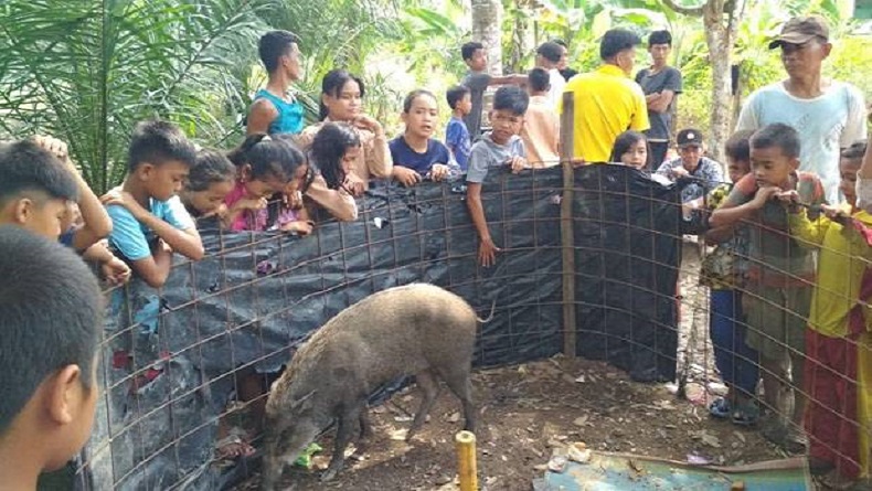 Babi Hutan Dapat Perlakuan Spesial dari Warga, Kemenag Muratara: Ini Hewan Najis
