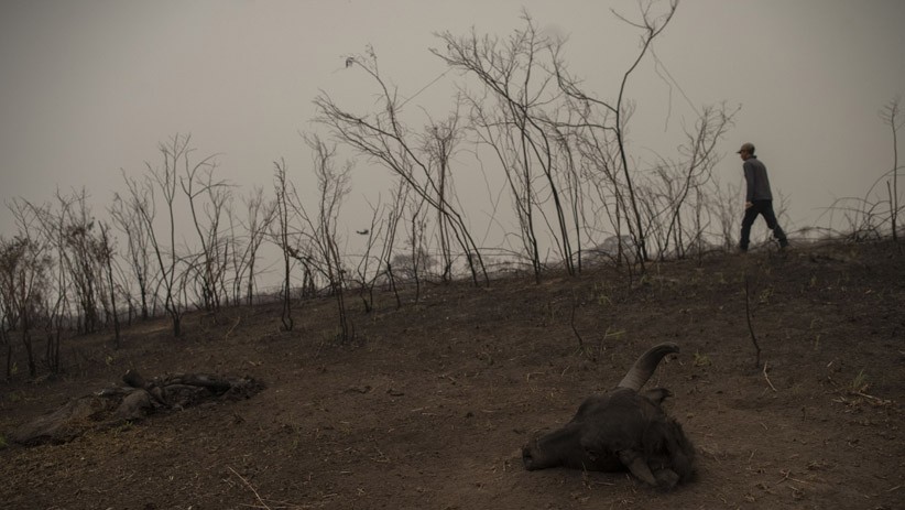 Kebakaran Hutan Tropis Patanal Brasil Ancam Kehidupan Ribuan Hewan Eksotis - Bagian 5