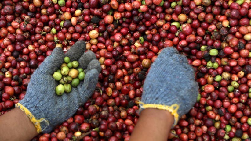 Potret Perempuan Petani Kopi PTPN XII Panen Kopi Robusta Kualitas Ekspor - Bagian 4