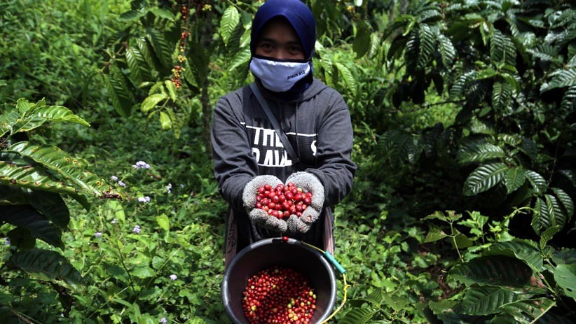Potret Perempuan Petani Kopi PTPN XII Panen Kopi Robusta Kualitas Ekspor - Bagian 2