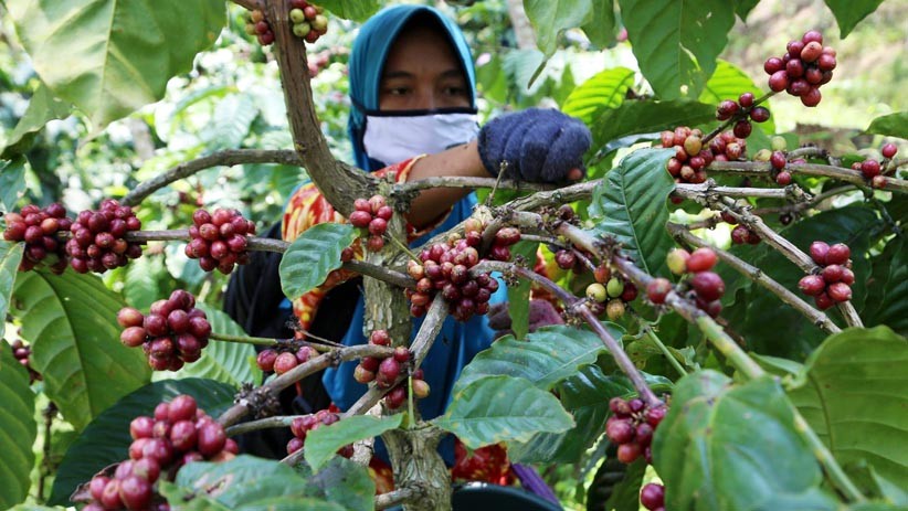 Potret Perempuan Petani Kopi PTPN XII Panen Kopi Robusta Kualitas Ekspor - Bagian 1
