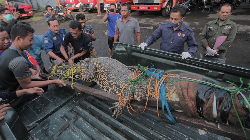 Evakuasi Buaya 3 Meter dari Rumah Warga Indramayu Berlangsung Menegangkan - Bagian 1