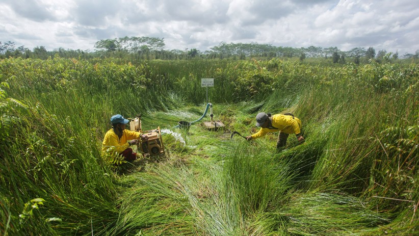 Begini Cara Warga Cegah Kebakaran Lahan Gambut di Kalimantan Tengah - Bagian 2