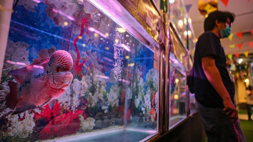 300 Louhan Tampil saat Kontes Ikan Hias di Tangerang - Bagian 1