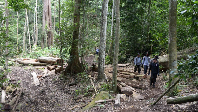 Pembalakan Liar Makin Marak di Hutan Pegunungan Seulawah Aceh - Bagian 2