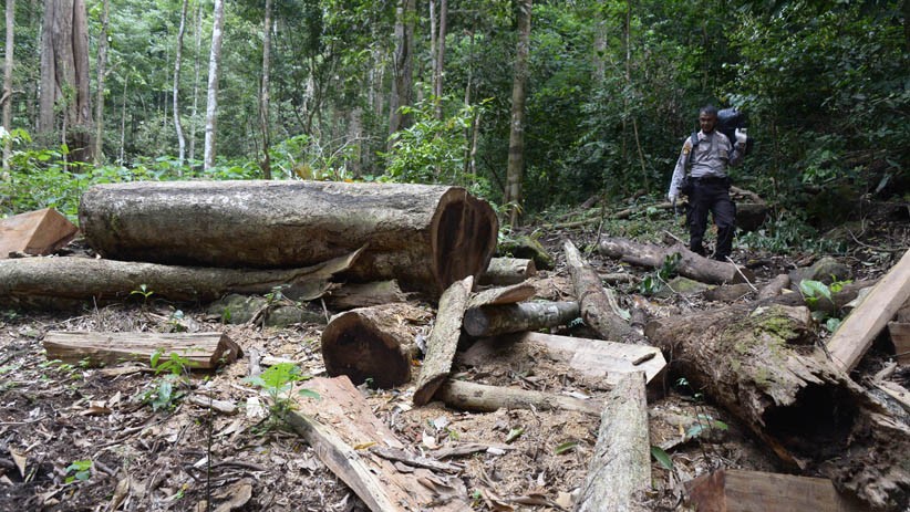 Pembalakan Liar Makin Marak di Hutan Pegunungan Seulawah Aceh - Bagian 1