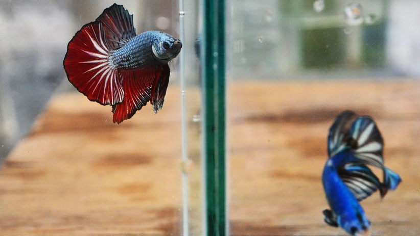 Ikan Cupang Laris Manis saat Pandemi, Harga Capai Rp3 Juta per Ekor - Bagian 1