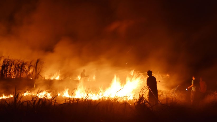 Lahan Tebu Bekas Panen Sengaja Dibakar di Madiun, Api Sulit Dipadamkan - Bagian 2