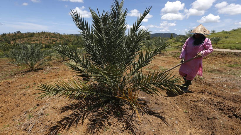 300 Hektare Lahan di Aceh Ditanami Pohon Kurma yang Didatangkan dari Inggris - Bagian 1