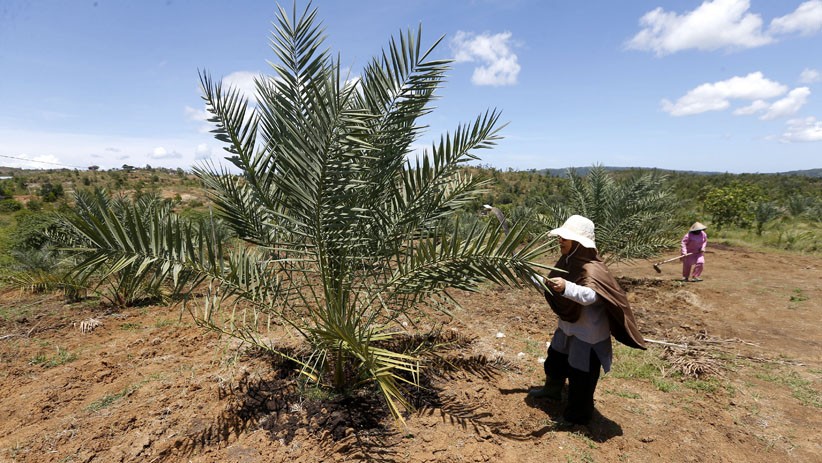 300 Hektare Lahan di Aceh Ditanami Pohon Kurma yang Didatangkan dari Inggris - Bagian 2