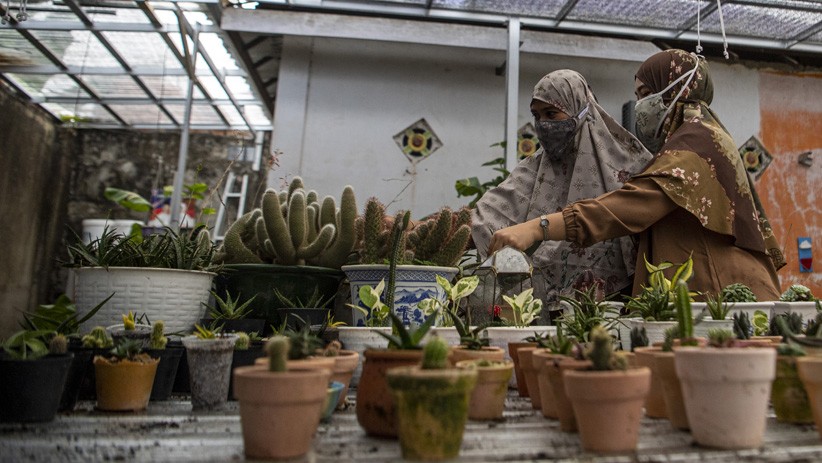 Penjualan Kaktus Mini Meningkat, Harga Capai Rp2 Juta per Batang - Bagian 3