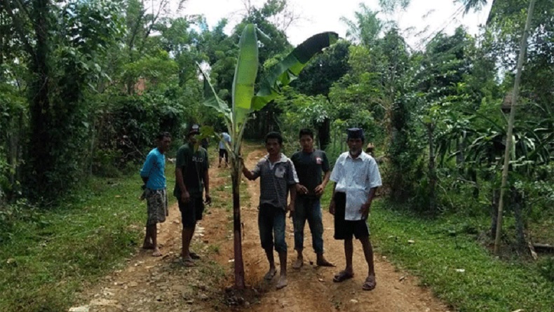 Tanam Pohon Pisang di Tengah Jalan, Warga Sinjai Protes Perbaikan Infrastruktur