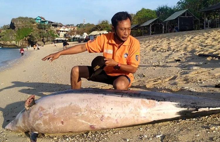 Lumba-Lumba Ditemukan Mati di Pantai Sundak Gunungkidul