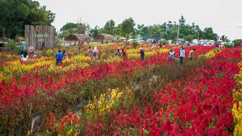 Warna-warni Taman Bunga Jadi Spot Foto Instagramable di Pulau Bangka - Bagian 2