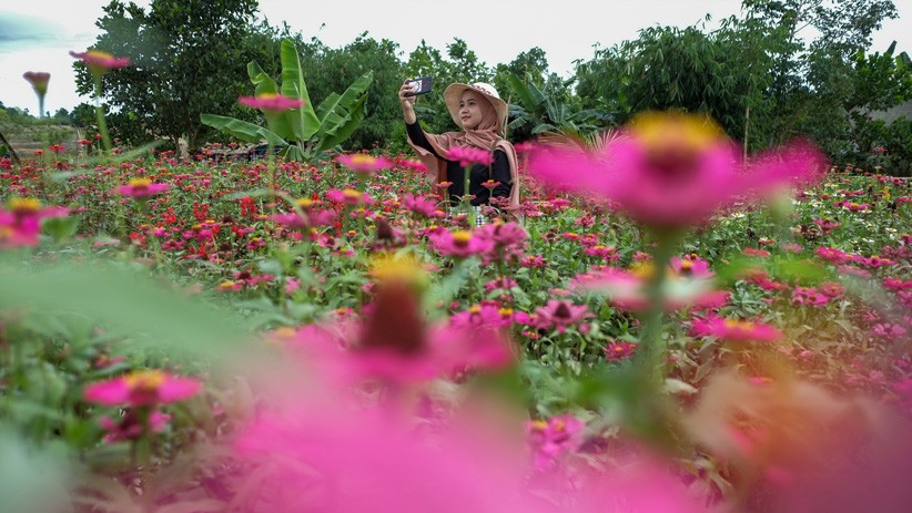 Warna-warni Taman Bunga Jadi Spot Foto Instagramable di Pulau Bangka - Bagian 1