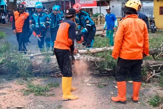 Pemotor di Tasikmalaya Nyaris Tewas Tertimpa Pohon Tumbang