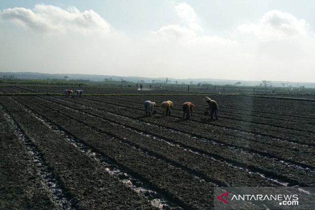 Keren, Petani Gunungkidul Pantau Iklim lewat Aplikasi BMKG