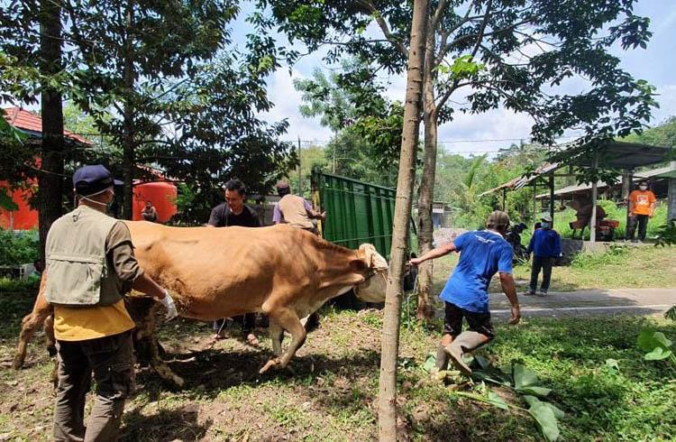 Genjot Populasi, Sapi Bunting di Sleman Dibantu Pakan Konsetrat 