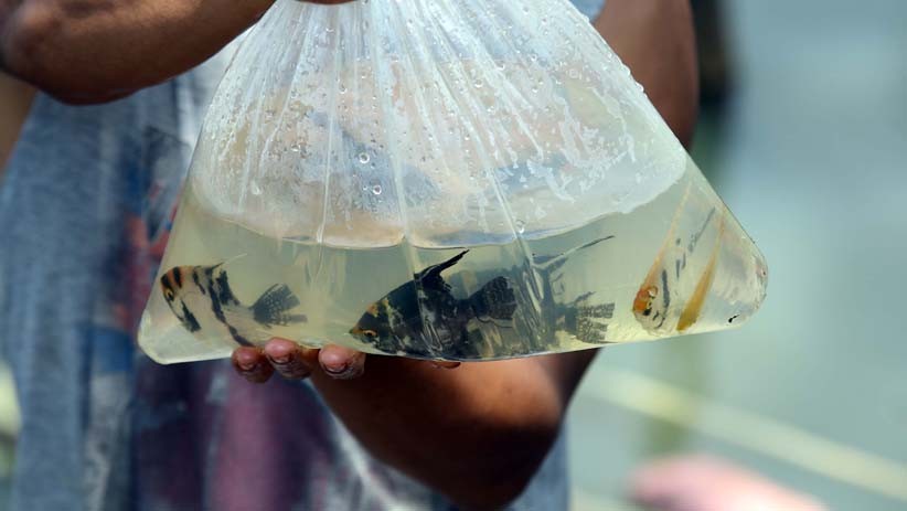 Permintaan Ikan Hias Meningkat di Tengah Pandemi Covid-19 - Bagian 1