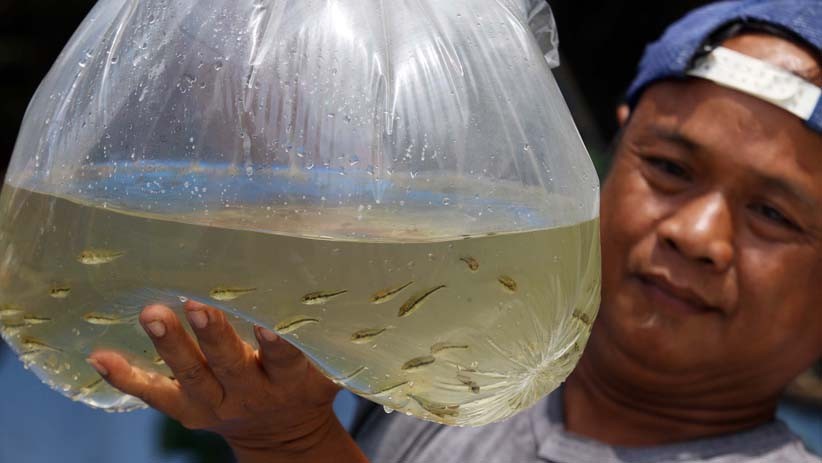 Permintaan Ikan Hias Meningkat di Tengah Pandemi Covid-19 - Bagian 3