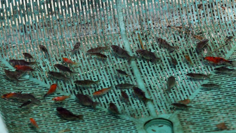 Permintaan Ikan Hias Meningkat di Tengah Pandemi Covid-19 - Bagian 4