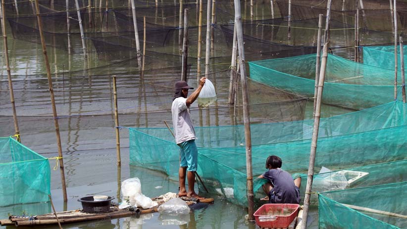 Permintaan Ikan Hias Meningkat di Tengah Pandemi Covid-19 - Bagian 5