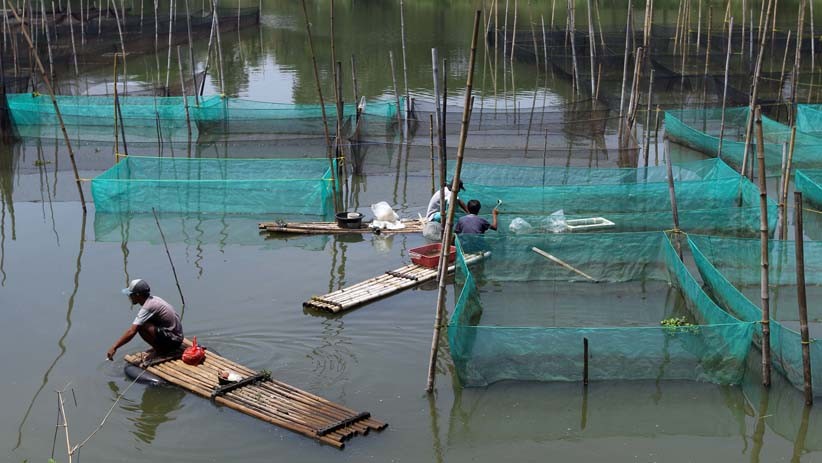 Permintaan Ikan Hias Meningkat di Tengah Pandemi Covid-19 - Bagian 6