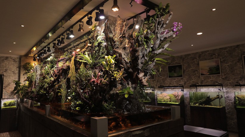 Penampakan Aquascape Panjang 6 Meter Seharga Rp300 Juta - Bagian 1
