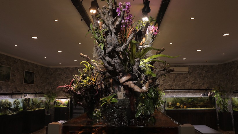 Penampakan Aquascape Panjang 6 Meter Seharga Rp300 Juta - Bagian 3