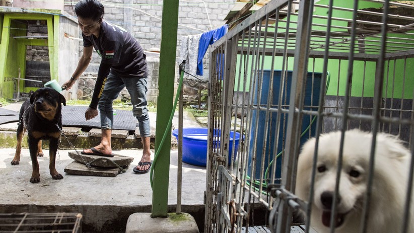 Melihat Fasilitas Pusat Pelatihan Anjing K9 - Bagian 3