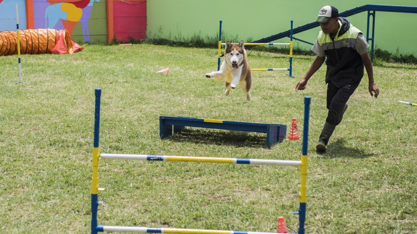 Melihat Fasilitas Pusat Pelatihan Anjing K9 - Bagian 2