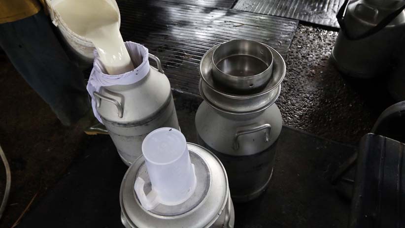 Begini Proses Pemerahan Susu Sapi Segar - Bagian 5