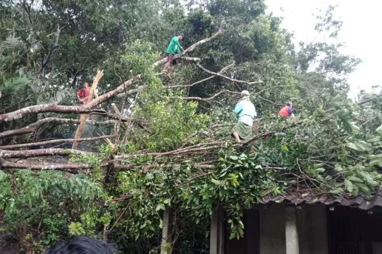  Angin Kencang Akibatkan Pohon Tumbang dan Rumah Rusak di Magelang