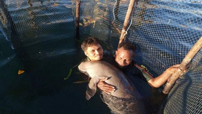 Cerita Warga Konawe Selamatkan Ikan Duyung Penuh Luka