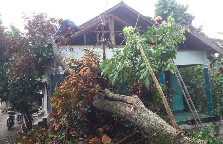 Sejumlah Rumah di Bantul-Gunungkidul Tertimpa Pohon Tumbang