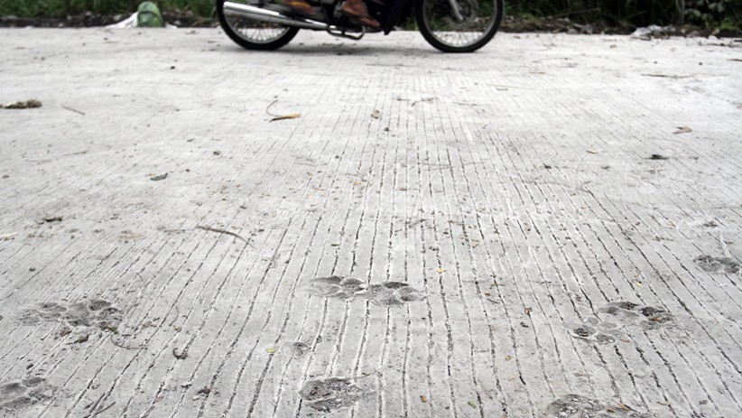 Jejak Tapak Macan Ditemukan di Jalur Evakuasi Gunung Merapi - Bagian 2