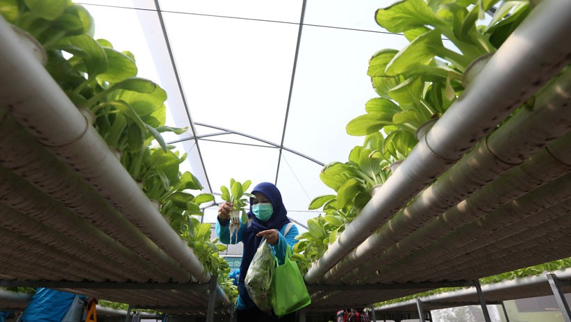 Hari Guru Nasional, Tenaga Pengajar Surabaya Ajak Budi Daya Sayur Hidroponik - Bagian 2
