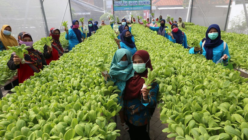 Hari Guru Nasional, Tenaga Pengajar Surabaya Ajak Budi Daya Sayur Hidroponik - Bagian 1