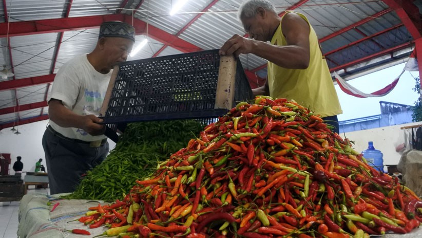 Harga Cabai Naik Jadi Rp30.000 per Kg di Jember - Bagian 1