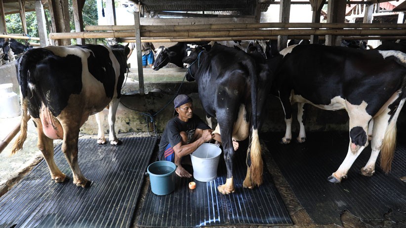 Wisata Edukasi Peternakan Sapi di Pondok Ranggon - Bagian 1