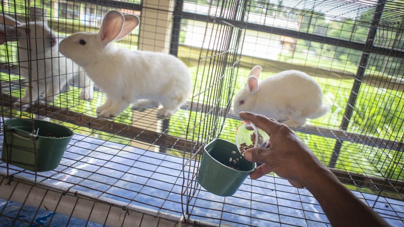 Taman Kelinci Bambu Apus Jadi Alternatif  Wisata di Jakarta Timur - Bagian 4