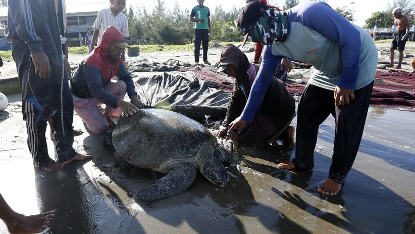 Momen Penyelamatan Penyu Hijau Tersangkut Jaring Nelayan di Banda Aceh - Bagian 1