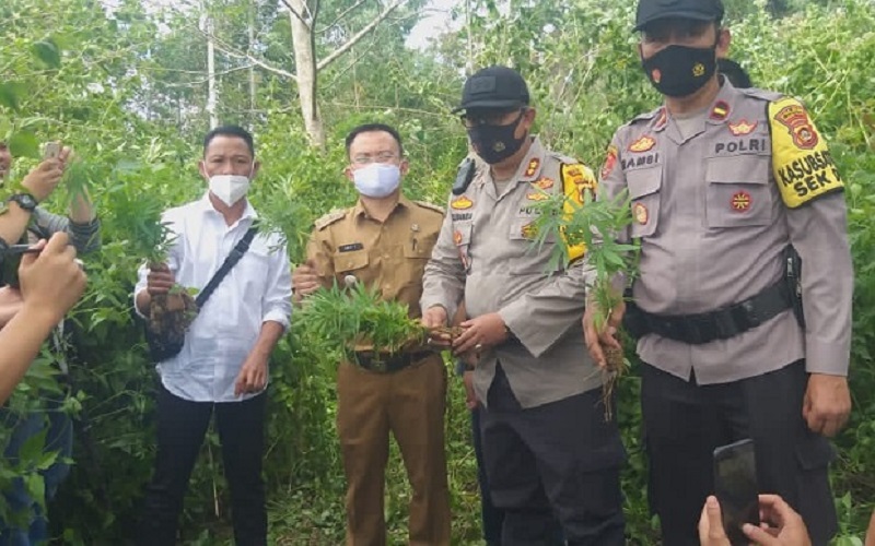 Pencari Rumput Temukan Ladang Ganja Dekat Permukiman di Pagaralam  