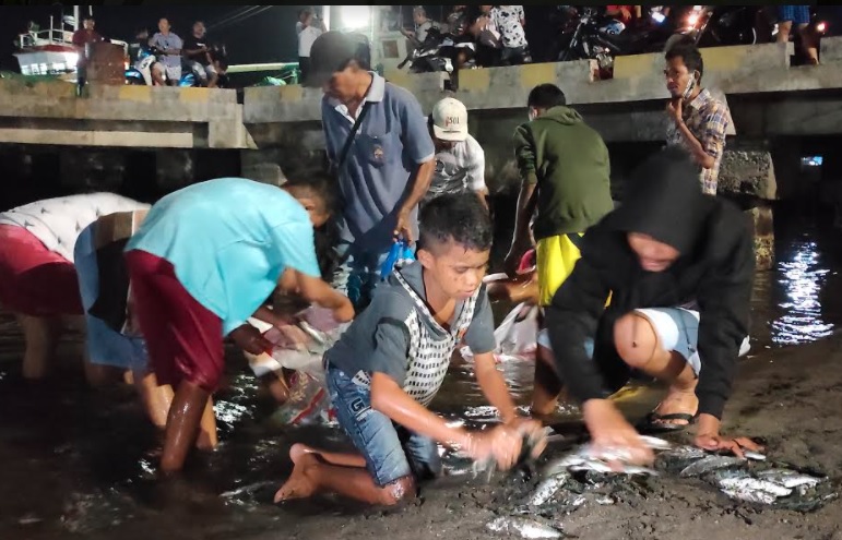 Ribuan Ikan Terdampar di Pantai Lewoleba Lembata, Warga Berebutan