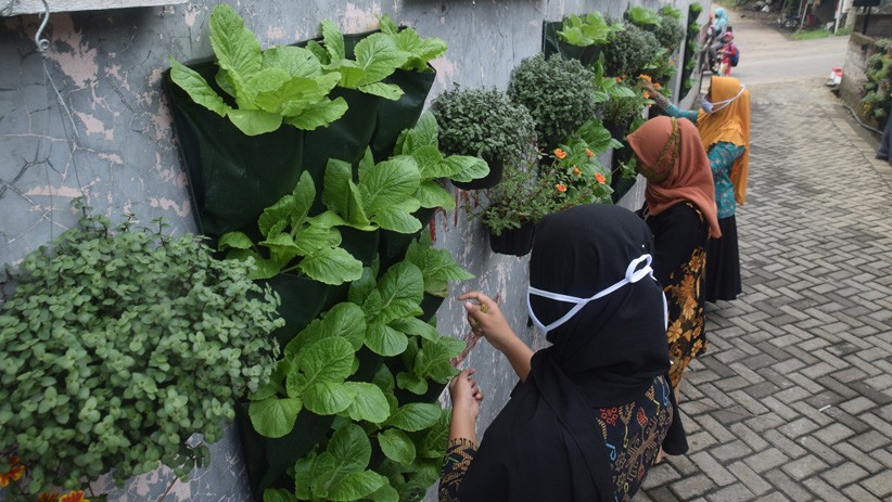 Warga Bambankerep Semarang Menikmati Panen Hasil Urban Farming - Bagian 2